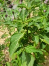 ocimum_selloi_madeira