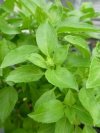 ocimum_spec_lanza