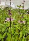 ocimum_thai_
