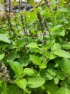 ocimum_tulsi