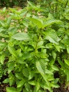 ocimum_zitrone