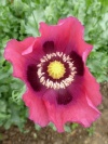 papaver_planet_rouge_de_jura_12_20150109_174602