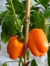 peperoni_cubo_orange1