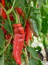 peperoni_dulce_italiano1