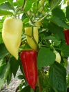 peperoni_ferenc_tender_1602978870