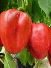 peperoni_quadrato_d_asti1