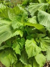 perilla_frutescens_grun_greissler_