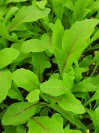 rucola_red_streaks_1057447392