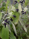 salvia_discolor