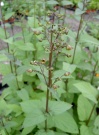 scrophularia_nodosa