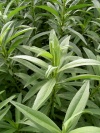 tagetes_lucida