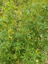 tagetes_minuta