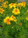 tagetes_orange_gem