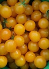 tomate_golden_currant_
