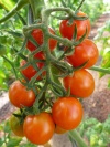 tomate_mirimiria_1527416751