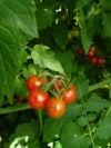 tomate_tomatito_de_jalapa_3_20151215_142957