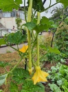 trombetta_d_albenga