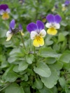 viola_tricolor