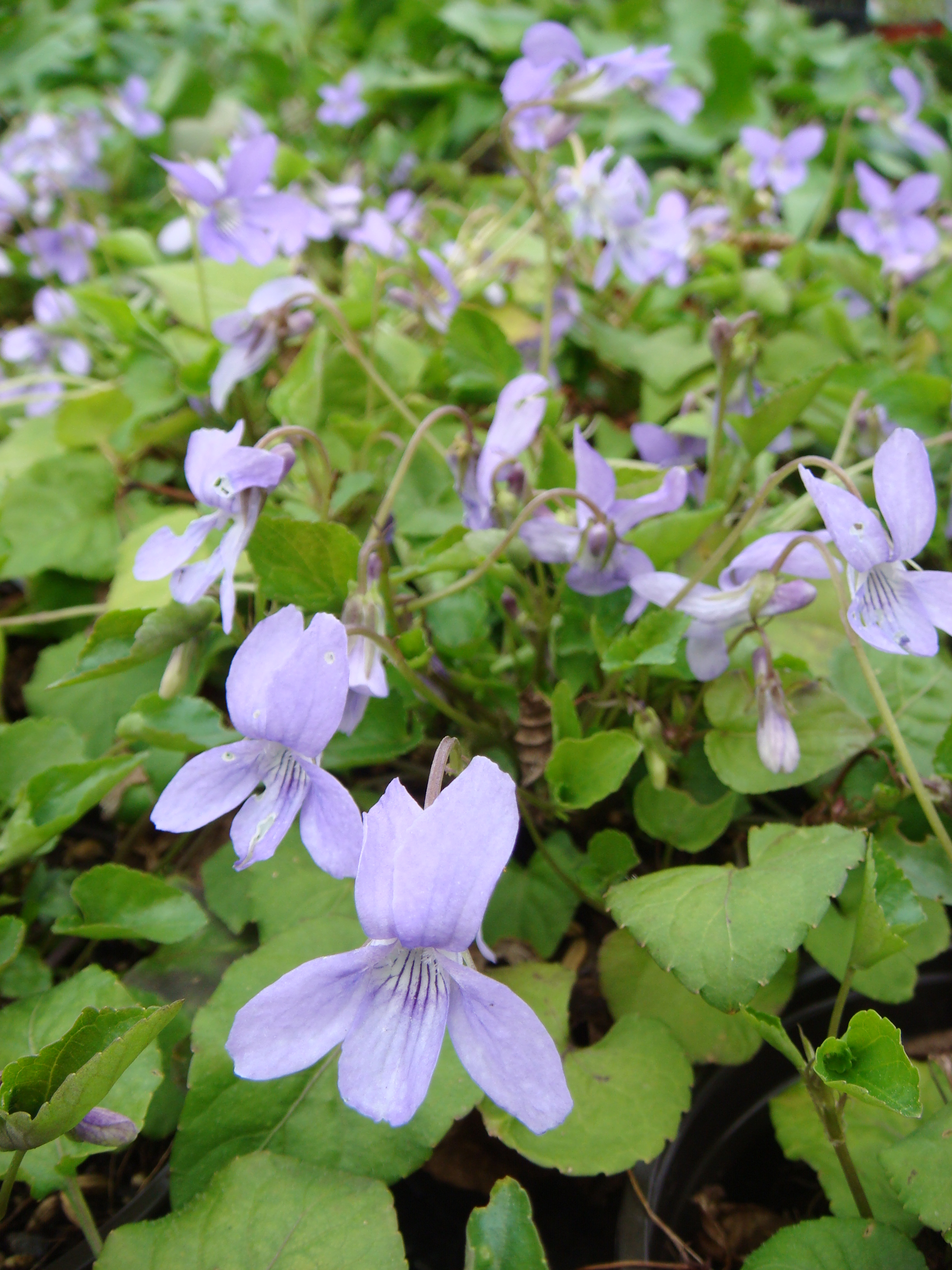 Viola-reichenbachiana